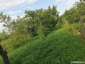 De vânzare 14,19 ari vie (intravilan) la Salonta - imagine 6