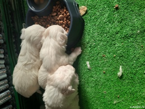 Bichon Maltez puiuți 
