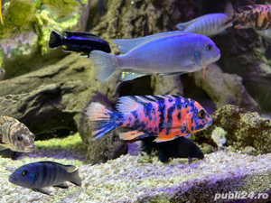 Acvariu in perete - imagine 8