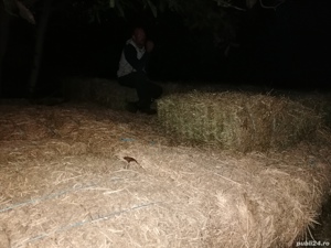 Baloti lucerna  - imagine 2