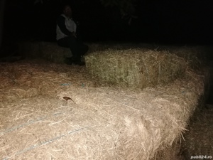 Baloti lucerna  - imagine 3