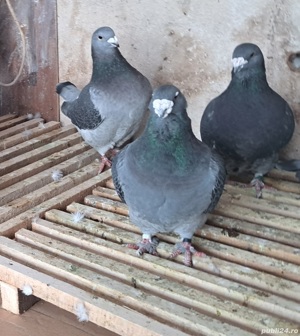 porumbei standard romanesc  - imagine 4