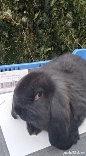 Vând berbec german  - imagine 3