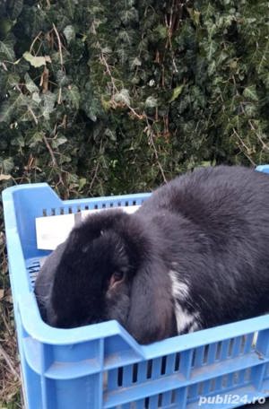 Vând berbec german  - imagine 4