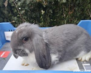 Vând berbec german  - imagine 5