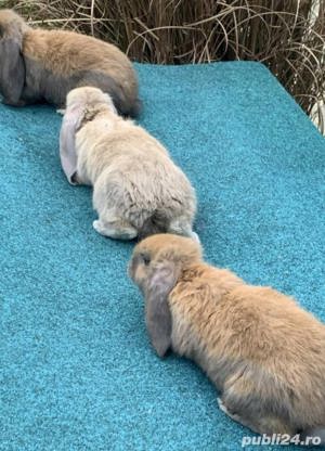 Vând berbec german  - imagine 7