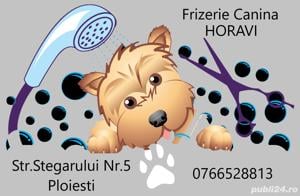 Tuns caini-Frizerie coafor canin HORAVI