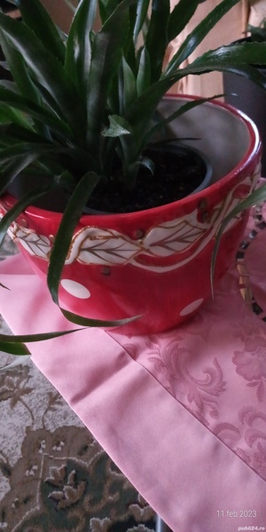 Arenjamente florale din plante grase. - imagine 6