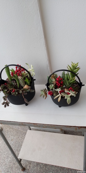 Arenjamente florale din plante grase.