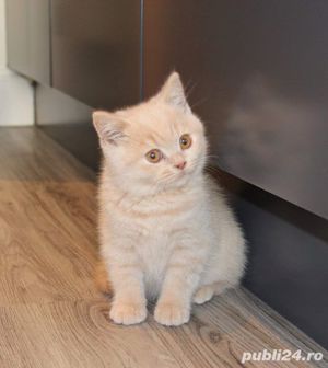 british cream si oranje - imagine 2 british cream si oranje - imagine 2