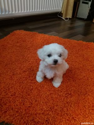 Bishon Malteze Miny Toy - imagine 4