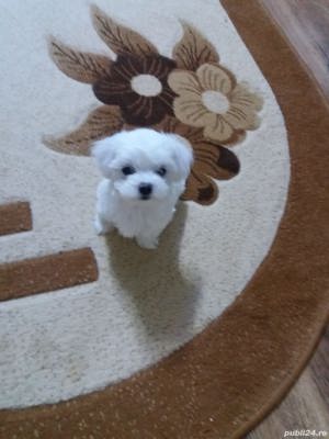 Bichon maltez mini toy 