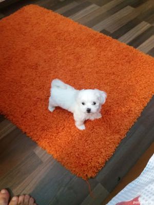 Bishon Malteze Miny Toy - imagine 3