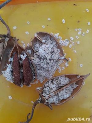 Seminte paulownia hibrid - imagine 2