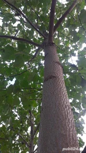 Seminte paulownia hibrid - imagine 3