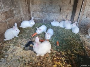 Iepuri de vanzare - imagine 4