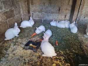 Iepuri de vanzare - imagine 2