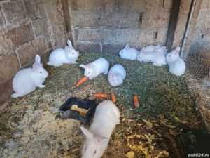 Iepuri de vanzare - imagine 6