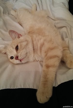 british shorthair crem - imagine 2