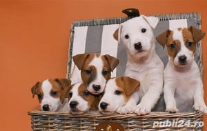 Jack Russel Terrier,  2 luni, par scurt,  vaccin, deparazitare la zi