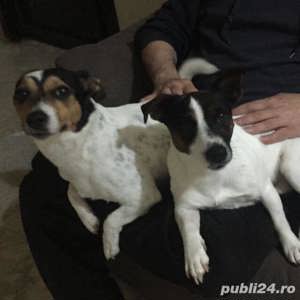 Jack Russell terrier tricolori si bicolori - imagine 2