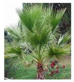 Palmier Washingtonia 10-20cm - Plantă de Grădină - imagine 2