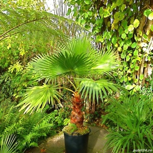 Palmier Washingtonia 10-20cm - Plantă de Grădină - imagine 3