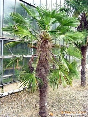 Palmier rezistent la ger 25-50cm - Trachycarpus - Plantă de Grădină - imagine 5