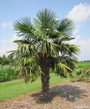 Palmier rezistent la ger 25-50cm - Trachycarpus - Plantă de Grădină - imagine 4