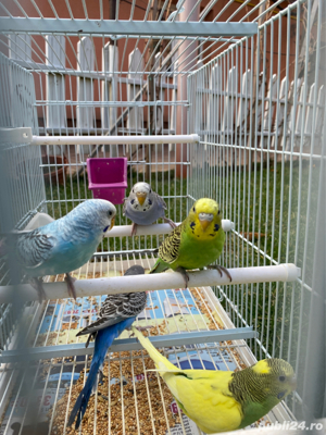 Vând Papagali Peruși - imagine 7