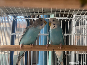 Vând Papagali Peruși - imagine 3