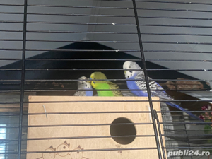 Vând Papagali Peruși - imagine 4