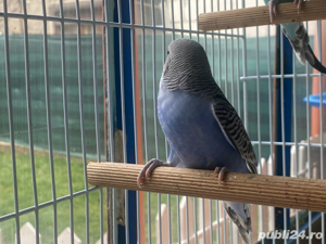 Vând Papagali Peruși - imagine 5