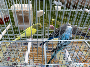 Vând Papagali Peruși - imagine 8