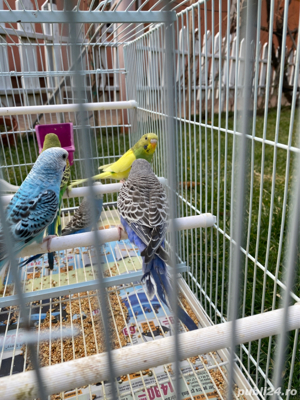 Vând Papagali Peruși - imagine 9