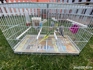 Vând Papagali Peruși - imagine 10