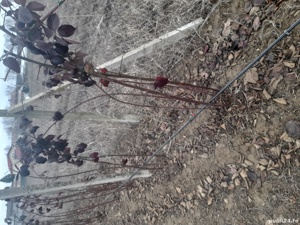 VÂND ultimii muri maturi