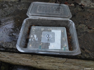 Viermi Grindal,hrana pești acvariu - imagine 2