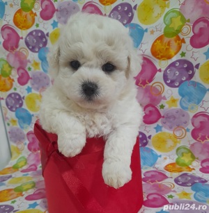 Bichon Frise, talie Mini Toy, rasa hipoalergenica - imagine 2