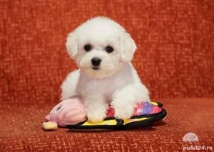 Bichon Frise, talie Mini Toy, rasa hipoalergenica