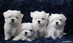 Bichon Maltese, talie Mini Toy, albi imaculat, 2 luni - imagine 2