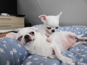 Chihuahua, talie Mini Toy, genetică deosebita a puiutilor  - imagine 2