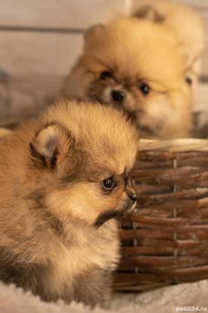 Pomeranian, talie Mini Toy,  genetică deosebita, vaccin, deparazitare la zi - imagine 6