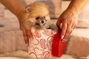 Pomeranian, talie Mini Toy,  genetică deosebita, vaccin, deparazitare la zi - imagine 4