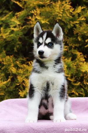 Husky Siberian, ochi albaștri, genetică deosebita, vaccin, deparazitare  - imagine 2