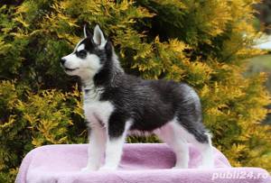 Husky Siberian, ochi albaștri, genetică deosebita, vaccin, deparazitare  - imagine 3