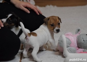Jack Russel Terrier - par scurt, 2 luni, genetică superioară  - imagine 2