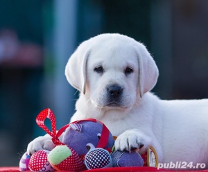 Labrador Retriever, par scurt, rasa ideală pentru copii - imagine 2