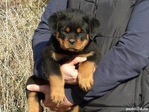 Rottweiler, talie mare, ideali pentru pază, vaccin, deparazitare la zi - imagine 1