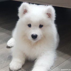 Samoyed, genetică deosebita, vaccin, deparazitare la zi  - imagine 2